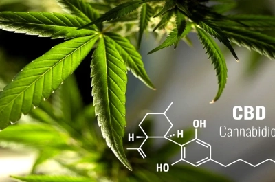 Restaurant Caribbean CBD St Martin